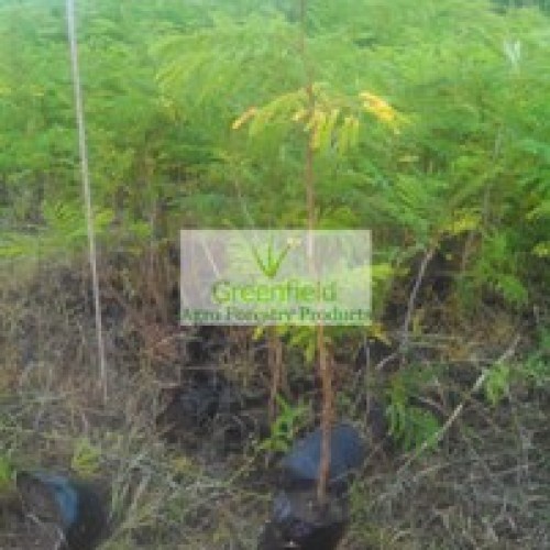 Gulmohar plant ( delonix regia )